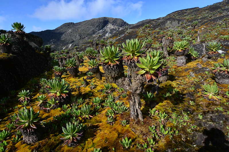 5 Rwenzori Vegetation Zones-trekking to the top of Margherita Peak-Kilembe trail