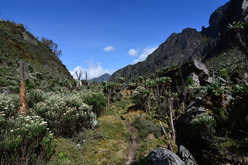 8 Days Rwenzori Trekking to Margherita Peak Kilemeb Trail