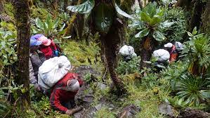 Bukurungu Trail Route of Rwenzori Mountains National Park