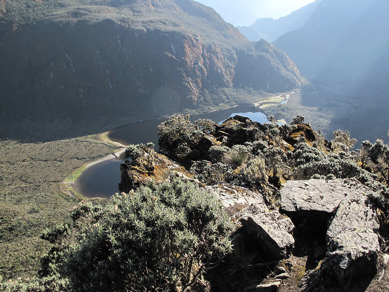Rwenzori Vegetatio Zones-7 days rwenzori trekking to Margheirta Peak central circuit