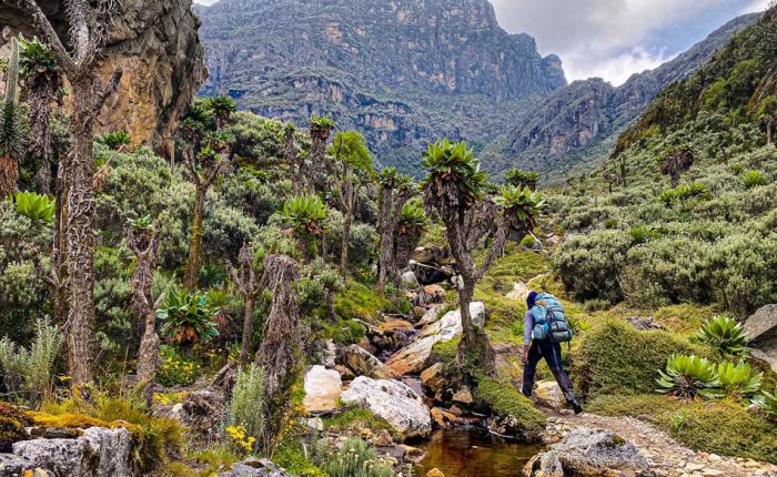 6 days Rwenzori trekking to hunswick's Camp-kilembe trail