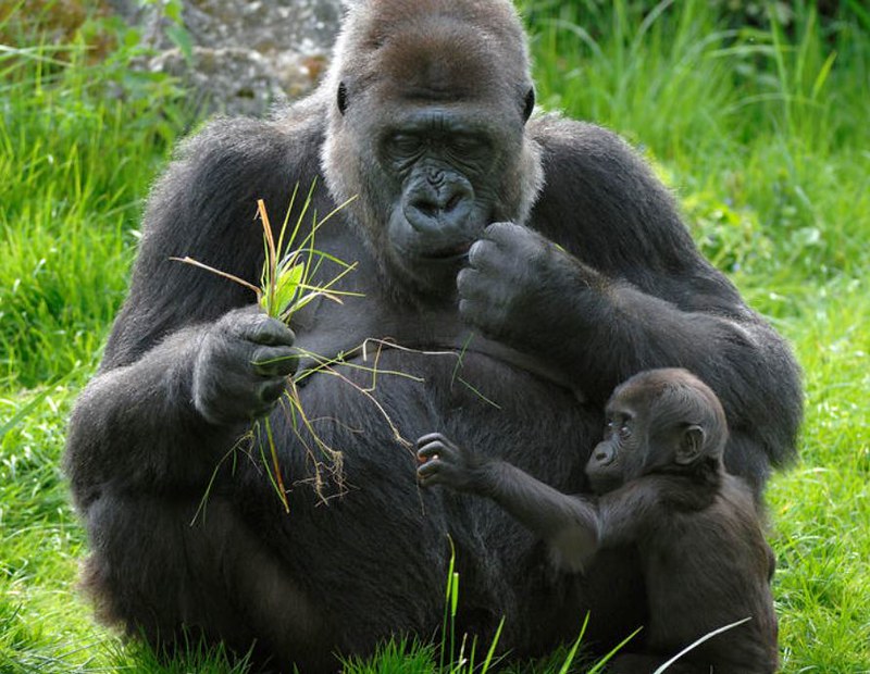 12 days Rwenzori Hike & Gorilla Trekking