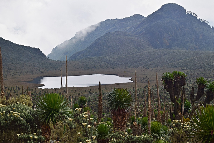 9 days Rwenzori Trekking to Margherita Peak Via Bukurungu Trail route