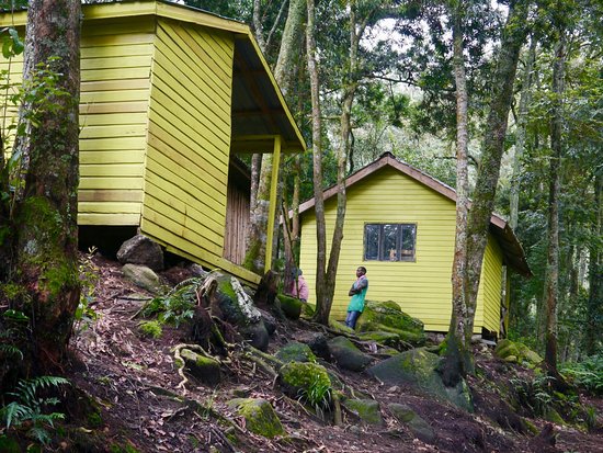 2 days Rwenzori trekking to Sine Camp