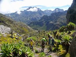 7 Days Mount Emin Rwenzori Trekking Central circuit trail