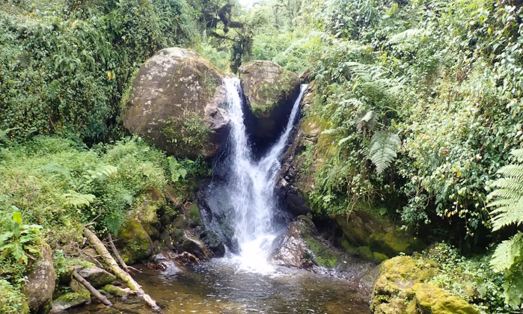 2 days Rwenzori trekking to Sine Camp