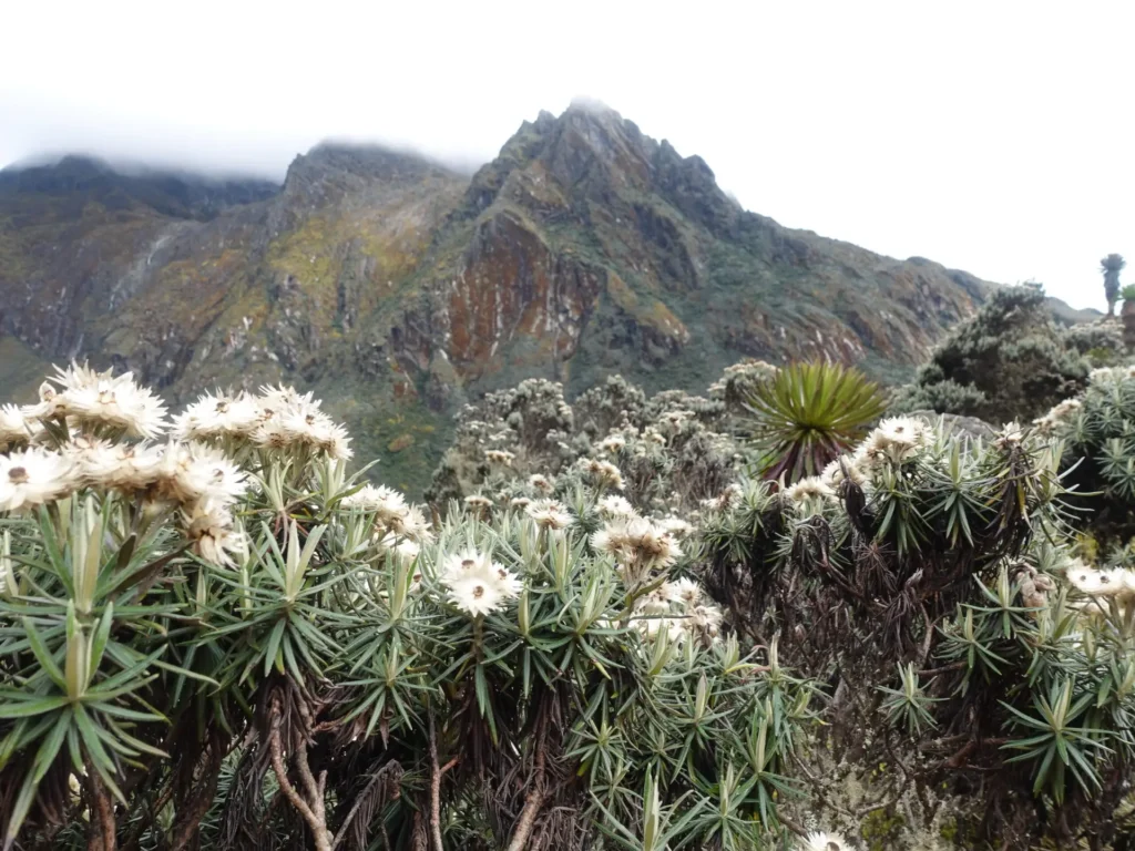 7 days Rwenzori Trekking To Margherita Peak