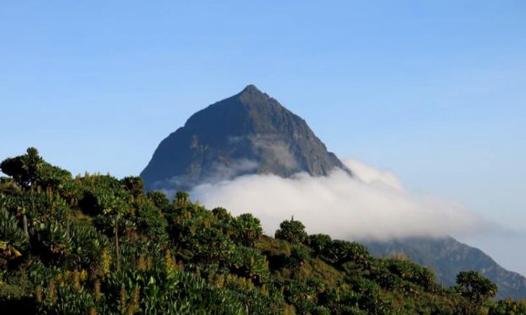 Mount-Karisimbi trekking of the 14 days Mount Karisimbi and Rwenzori trekking