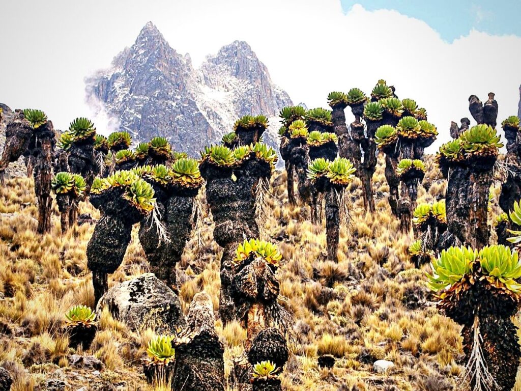 mount Kenya vegetation zones-climbing safaris/tours