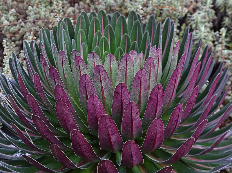 Giant Groundsels and Lobelias of the 3 days or 4 day or 5 dayss or 6 days or 7 days Rwenzori trekking to John Matte, Weismann's Peak and Margherita peak, Mount Stanley, Mount Baker, Mount Speke