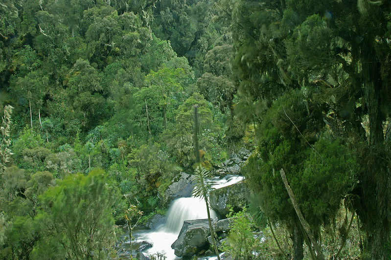 Rwenzori Forest Kilembe Trail