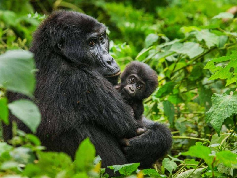 10 days Fly in Rwanda gorilla safari