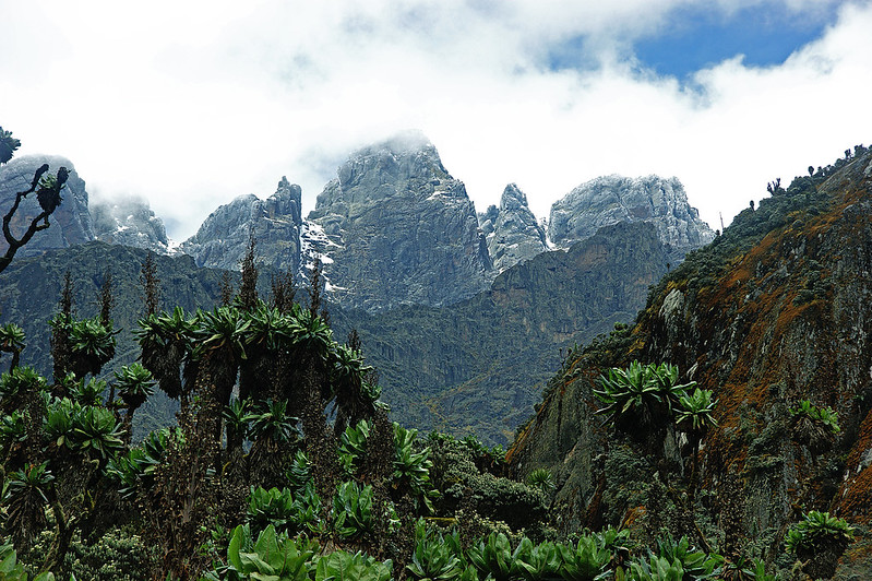 The Rwenzori Mountains- 2 day trek to Nyabitaba