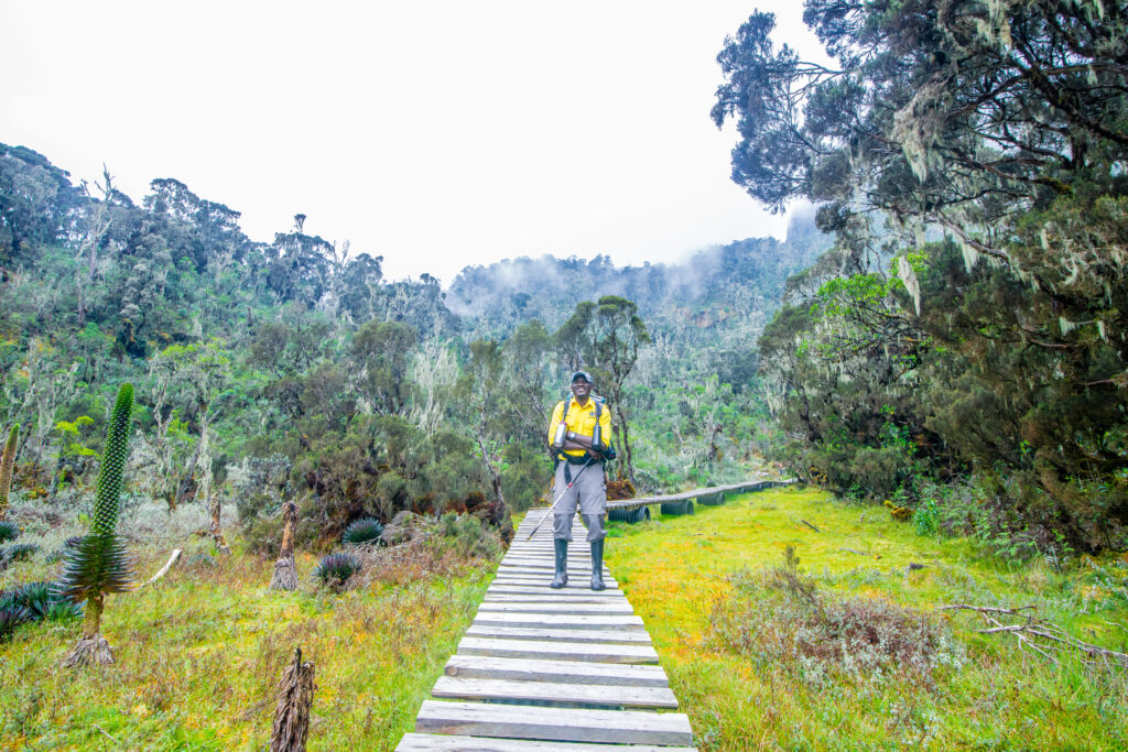 4-day Rwenzori trek to Margherita Peak
