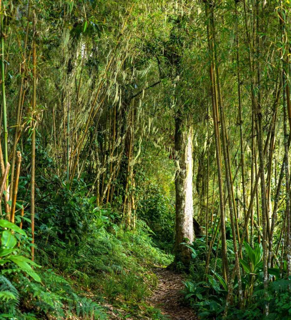 Rwenzori Vegetation Zones