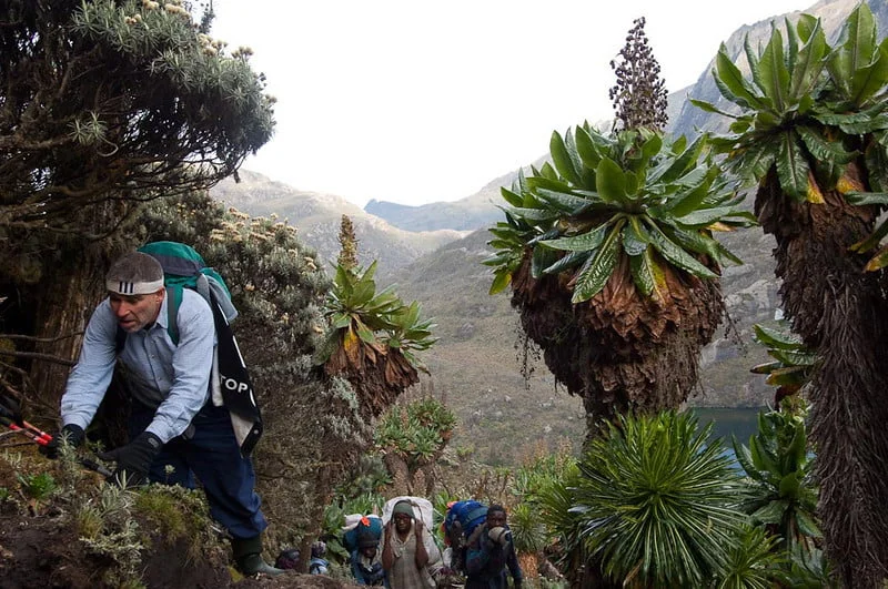 7 days rwenzori trek to Margherita Peak at 5,109m Central circuit Trail