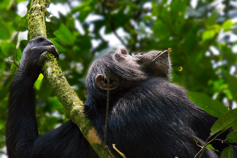 Chimpanzee tracking in Kibale Natonal Park on 18 days Uganda safari & Rwenzori trekking safari