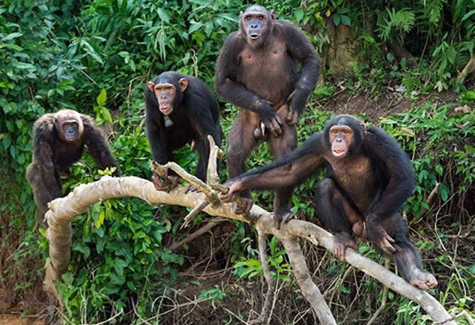 Chimpanzee tracking on a 18 days Uganda wildlife, chimpanzee gorilla trekking safari and Rwenzori trekking/hiking safari
