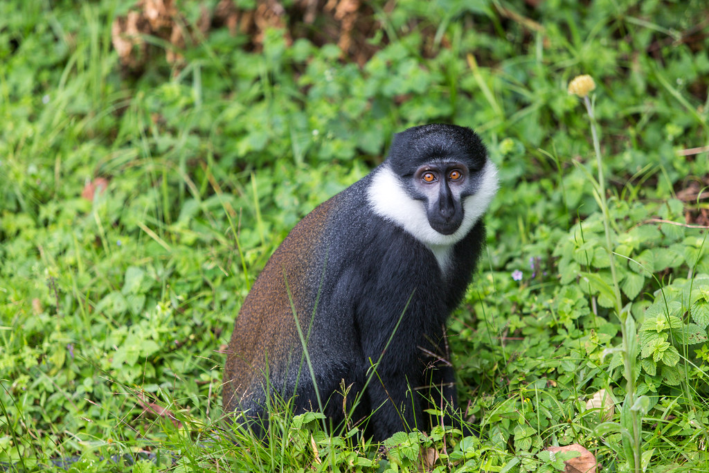 Colobus Monkeys of Rwenzori Mountains National Park