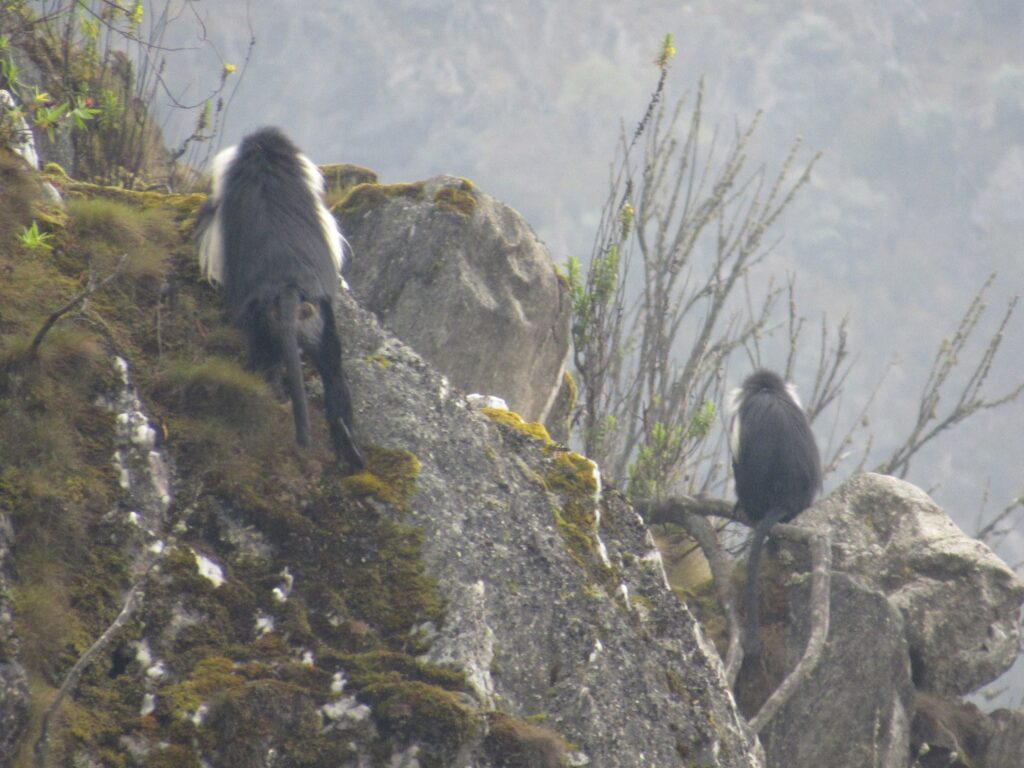 7-day Rwenzori trek to Margherita Peak via Kilembe Trail