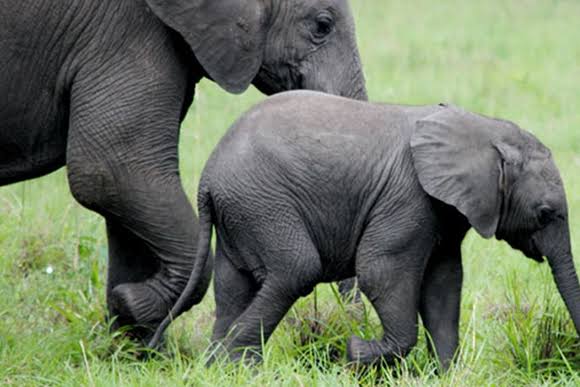 Rwenzori Mountains National Park Elephants
