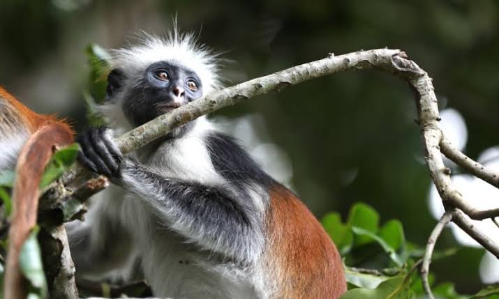 Rwenzori Mountains Wildlife Guide
