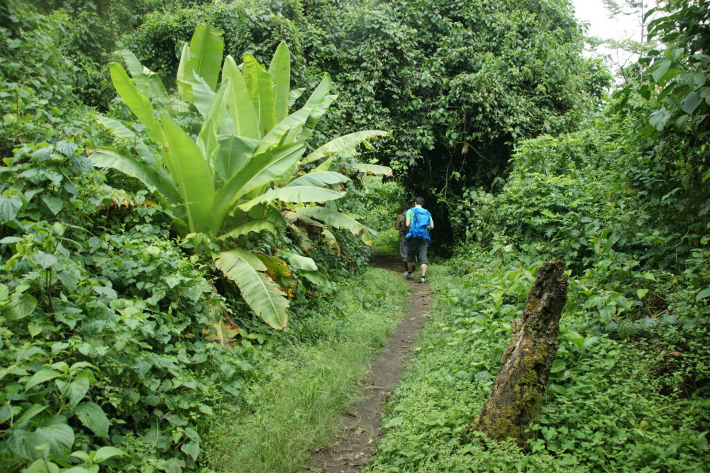 Rwenzori Mountains Vegetation Zones