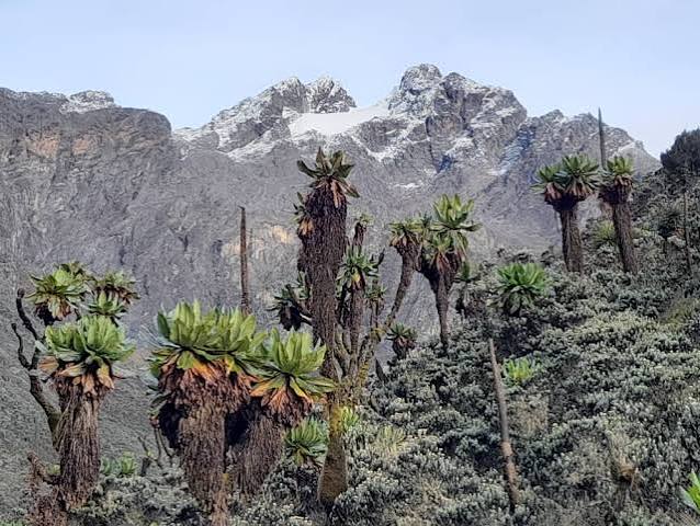 Rwenzori Portal Peaks Trek