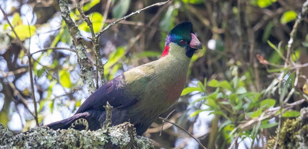 Rwenzori Birds: Turaco in Rwenzori Mountains National park