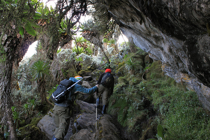 How difficult it is to Hike Rwenzori Mountains