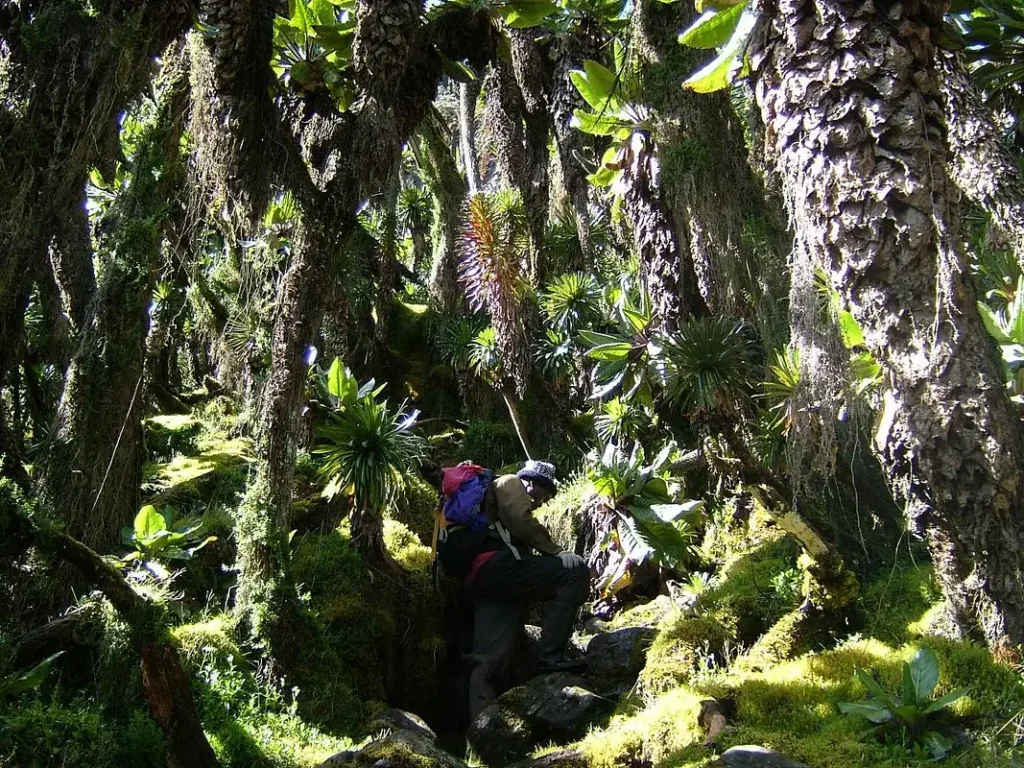 Scott Elliot Pass of Rwenzori Mountains National Park central circuit