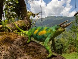 A three-horned chameleon on an 18-day Rwenzori trek to 8 peaks expedition