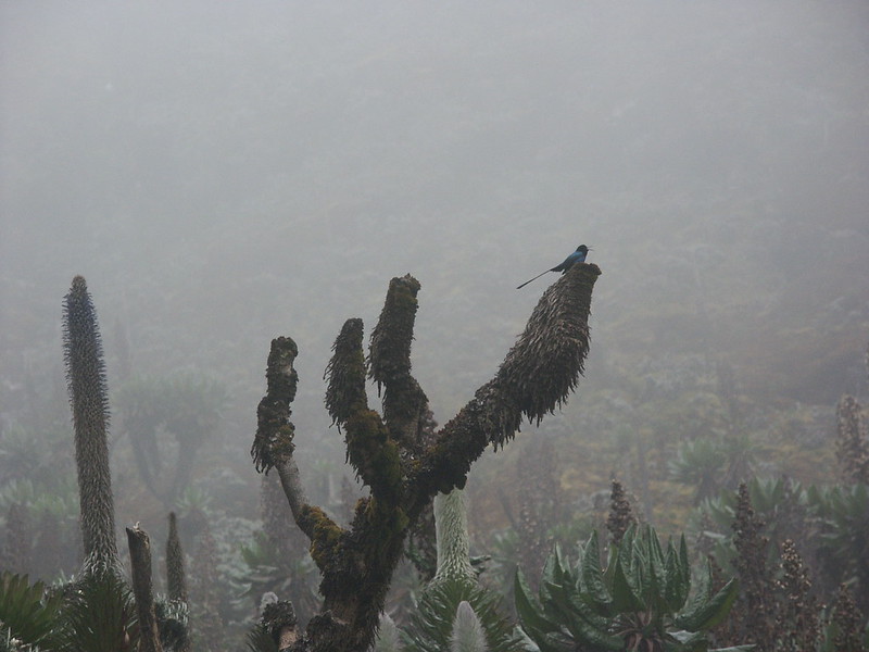 Vegetation Zones Of Rwenzori Mountains Luigi di Savoia, speke, stanley, baker, emin, gessi