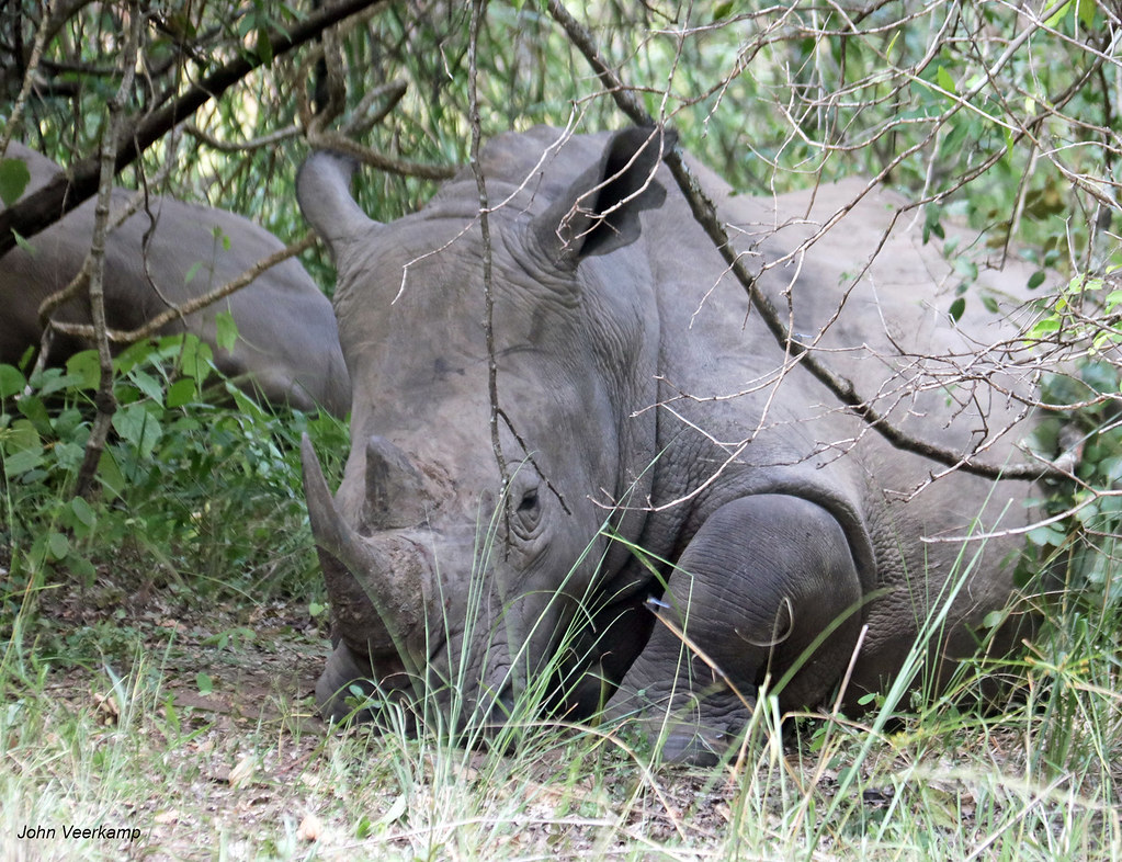 Ziwa Rhino Tracking Uganda, 19 days Uganda safari: Rwenzori Hiking, Gorilla trekking, Chimpanzee tracking, White water rafting on the Nile Big Five wildlife game drives & boat cruise