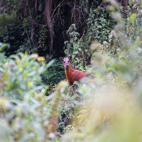 Attractions on Rwenzori Mountains National Park trekking routes/trails of Kilembe trail & Central circuit