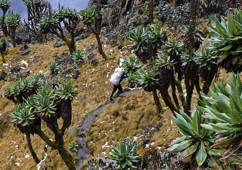 A day in the life of a Rwenzori Porter